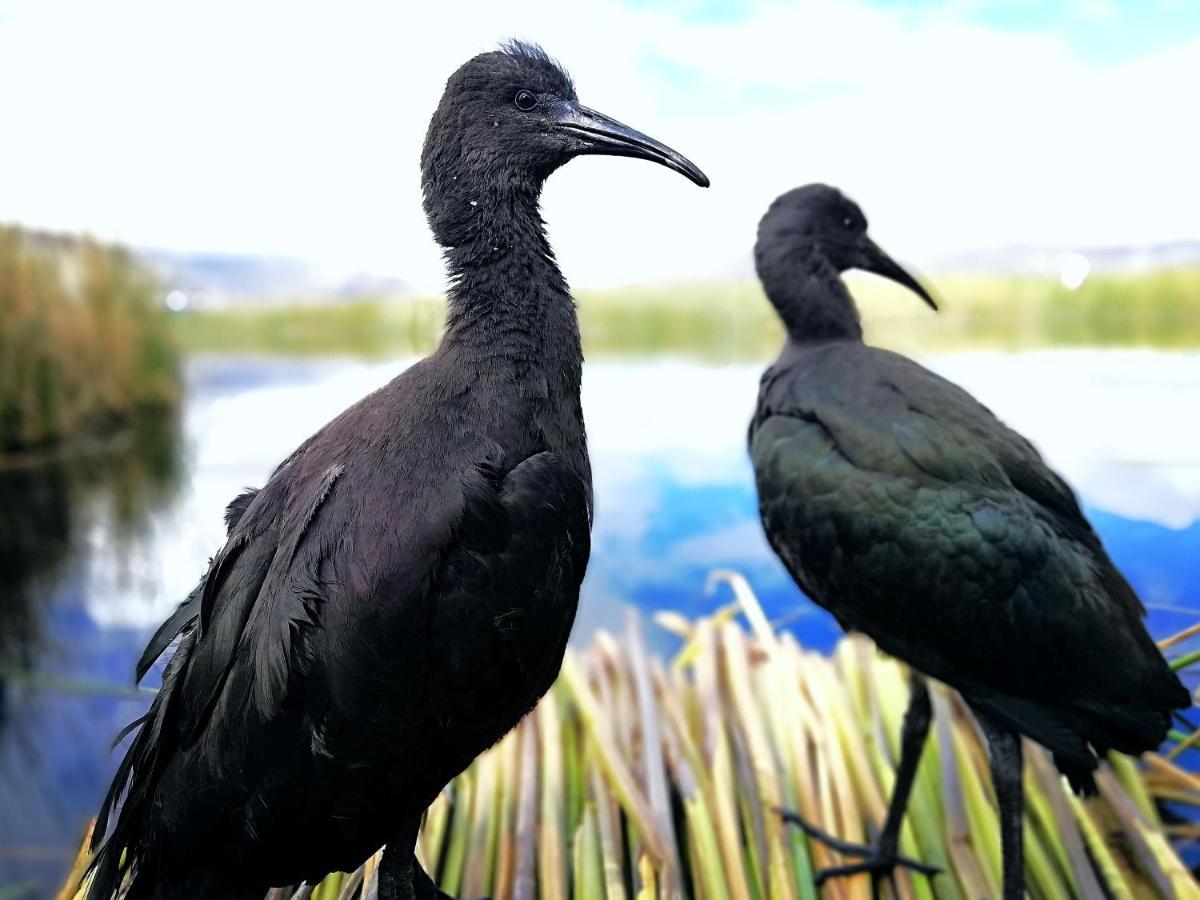 Ecoturismo, Los Uros 普诺 外观 照片